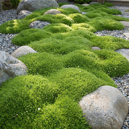 Sagina subulata – Weiß – Topf Ø11cm – Ansicht 5