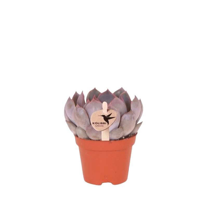 Sukkulente Echeveria Summer – Ø6cm