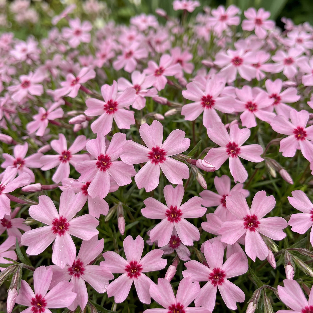 Polster-Phlox 'Rosette' – Rosa – Topf Ø11cm – Ansicht 5