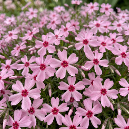 Polster-Phlox 'Rosette' – Rosa – Topf Ø11cm – Ansicht 5