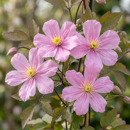 Bergwaldrebe 'Mayleen' – Hellrosa – Topf Ø9cm – Ansicht 3
