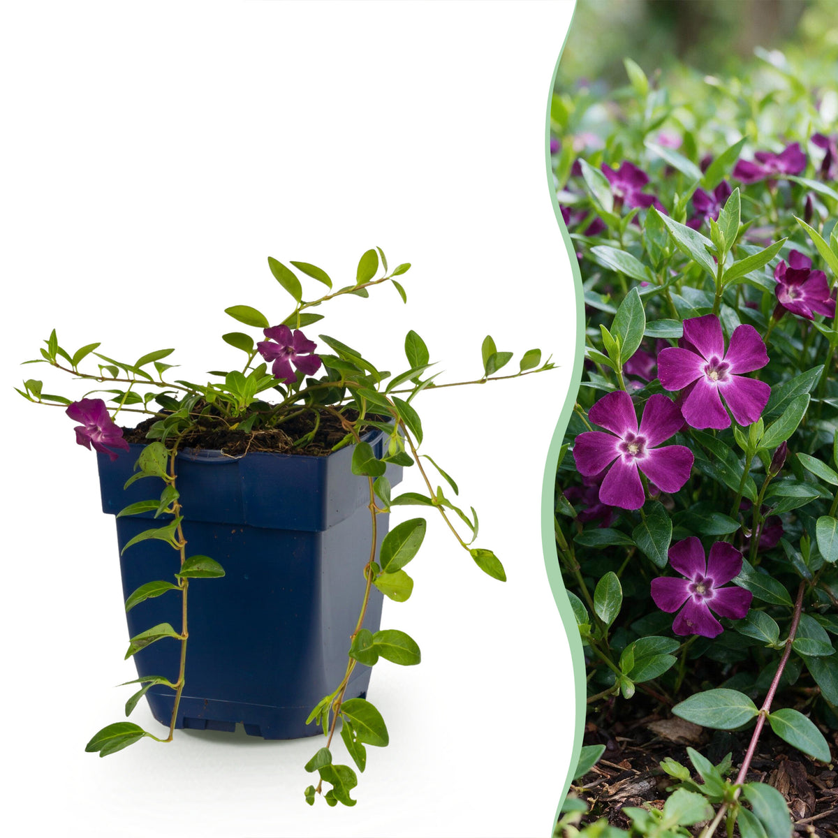 Immergrün 'Atropurpurea' – Vinca minor – Lila – Topf Ø11cm
