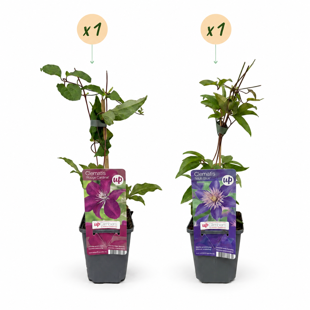 Waldrebe 'Blau & Rot' – Clematis – Topf Ø9cm – Ansicht 2