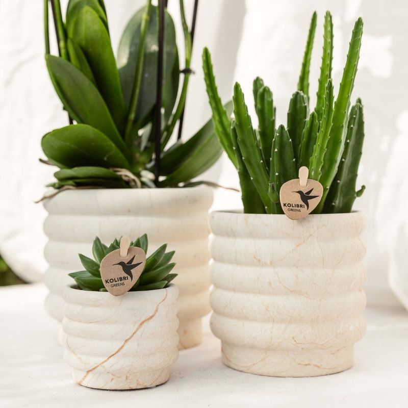 Sukkulente Echeveria Miranda – Ø6cm – Ansicht 5