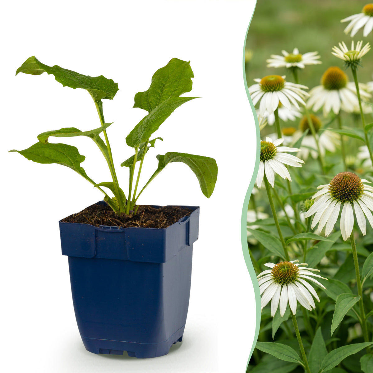 Sonnenhut 'Alba' – Echinacea purpurea – Weiß – Topf Ø11cm