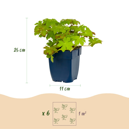 Storchschnabel 'Macrorrhizum' – Rosa – Topf Ø11cm – Ansicht 3