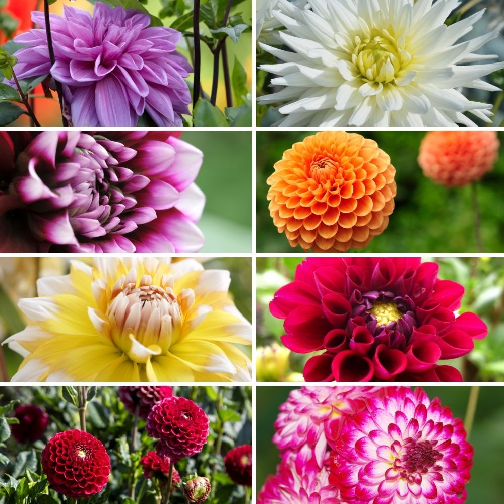 Dahlien Super-Mix – 2er-Paket, 8 Sorten, 16 Knollen