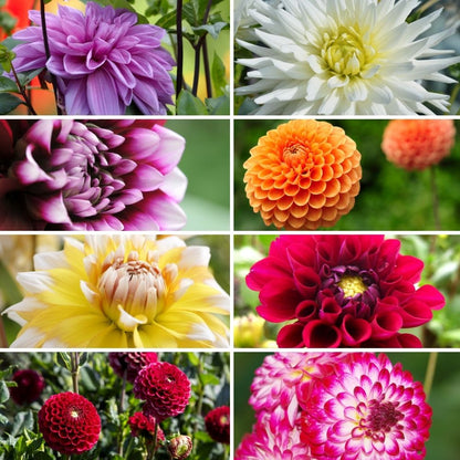 Dahlien Super-Mix – 2er-Paket, 8 Sorten, 16 Knollen