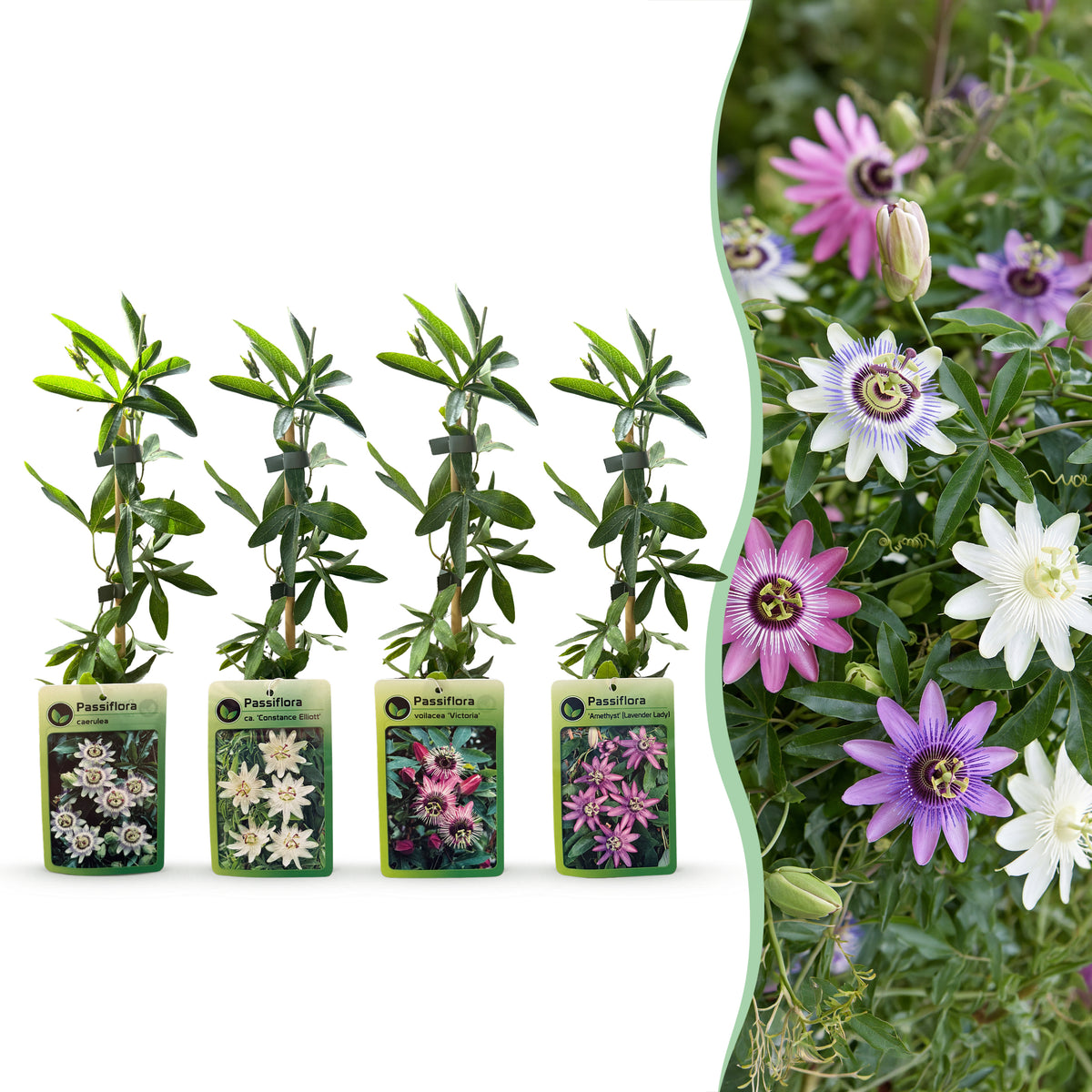 Passionsblume 'Rainbow' – Weiß, Lila, Rosa – Topf Ø9cm