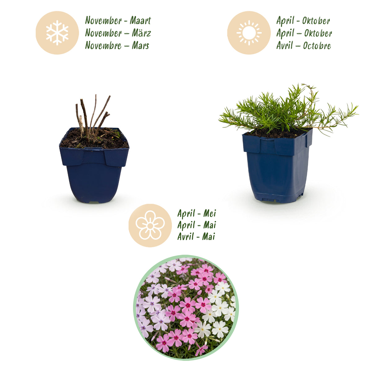 Polster-Phlox 'Tricolour' – Violett-Rosa-Weiß – Topf Ø11cm – Ansicht 4