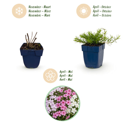 Polster-Phlox 'Tricolour' – Violett-Rosa-Weiß – Topf Ø11cm – Ansicht 4