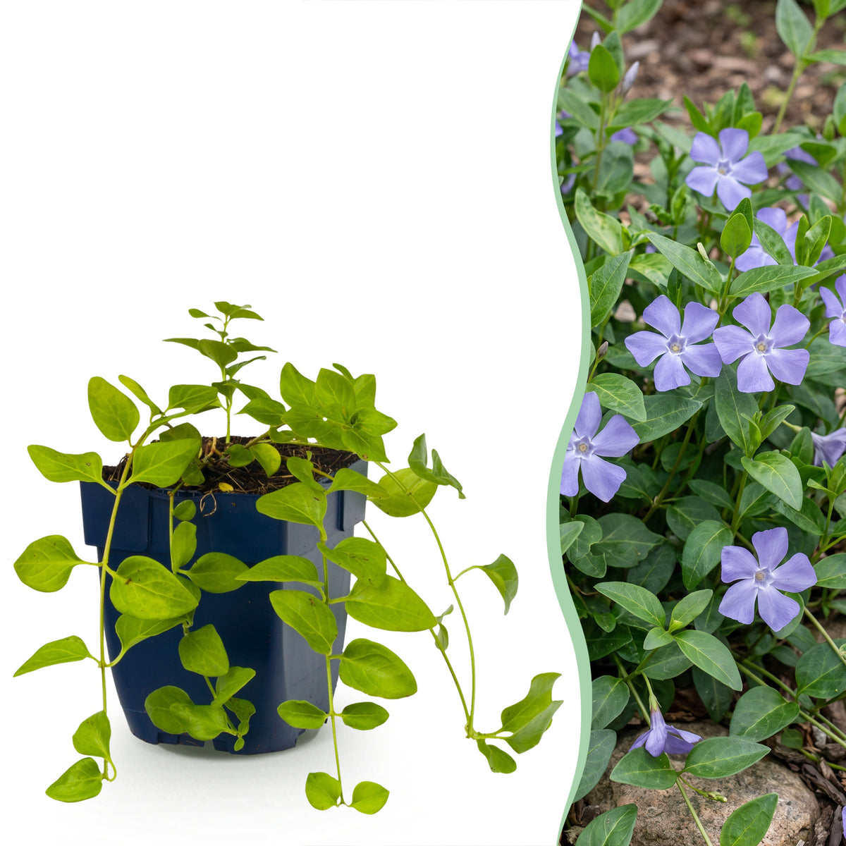 Immergrün 'Vinca major' – Blau – Topf Ø11cm