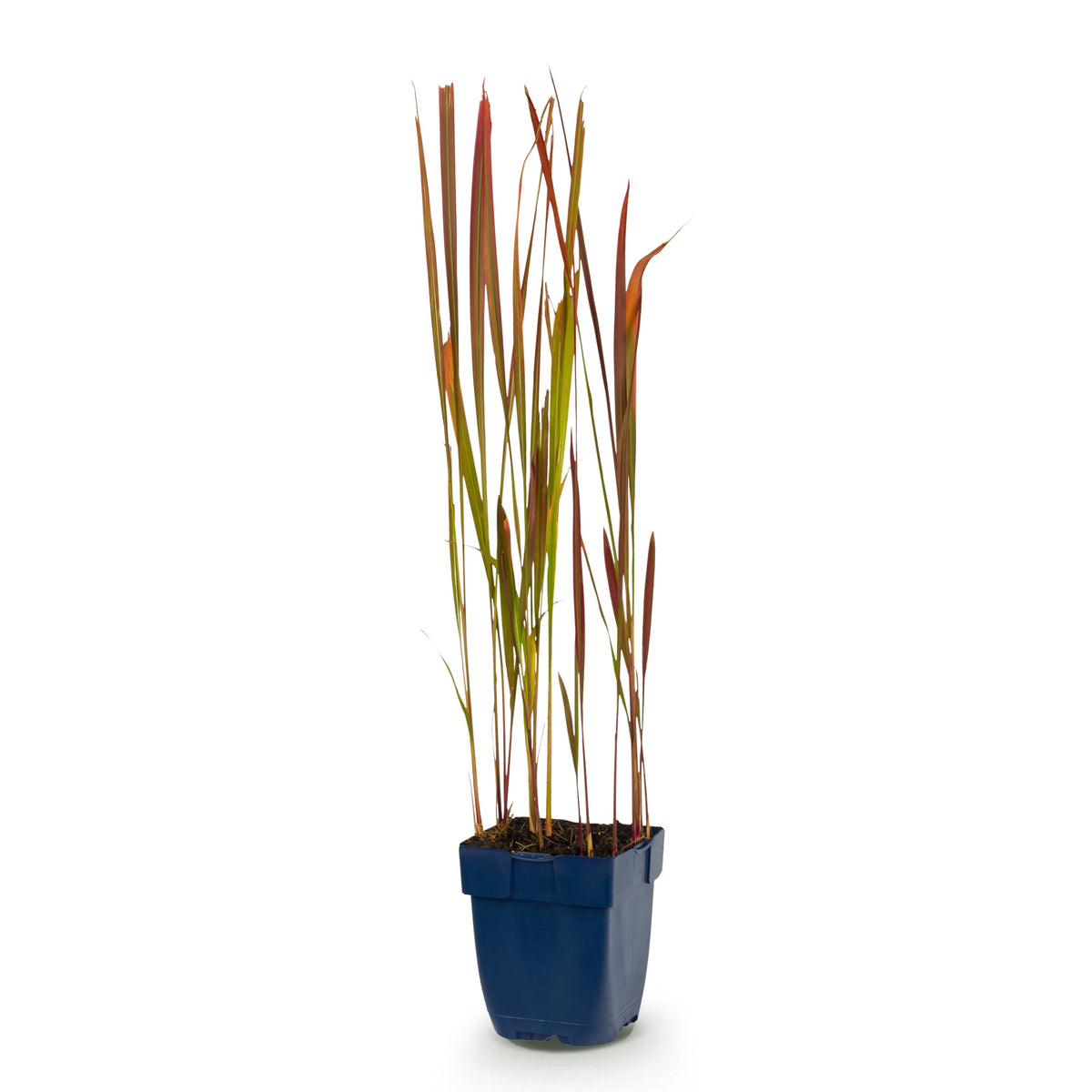 Blutgras 'Red Baron' – Rot – Topf Ø11cm – Ansicht 2
