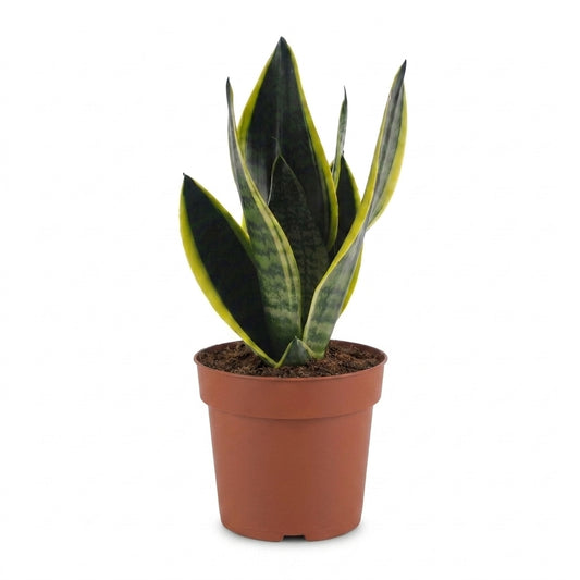 Bogenhanf 'Future Superb' – Topf Ø12cm – Ansicht 2