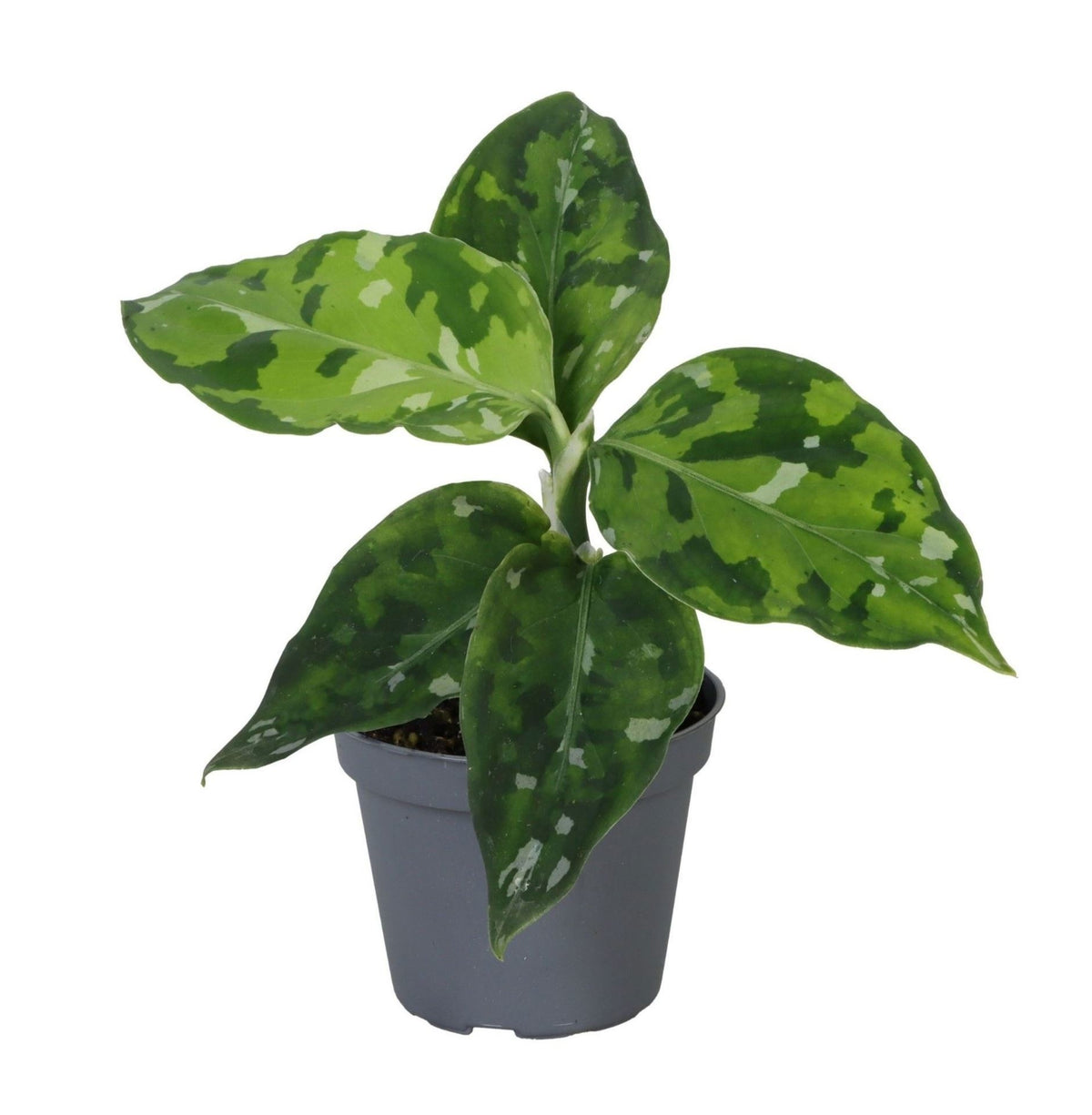 Aglaonema 'Pictum Tricolor' – Ø6cm, ↕10cm