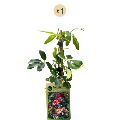 Fingerblättrige Akebie (Akebia quinata) – Lila-Rot – Topf Ø9cm – Ansicht 2