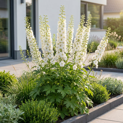 Rittersporn 'Galahad' – Delphinium – Weiß – Topf Ø11cm – Ansicht 6