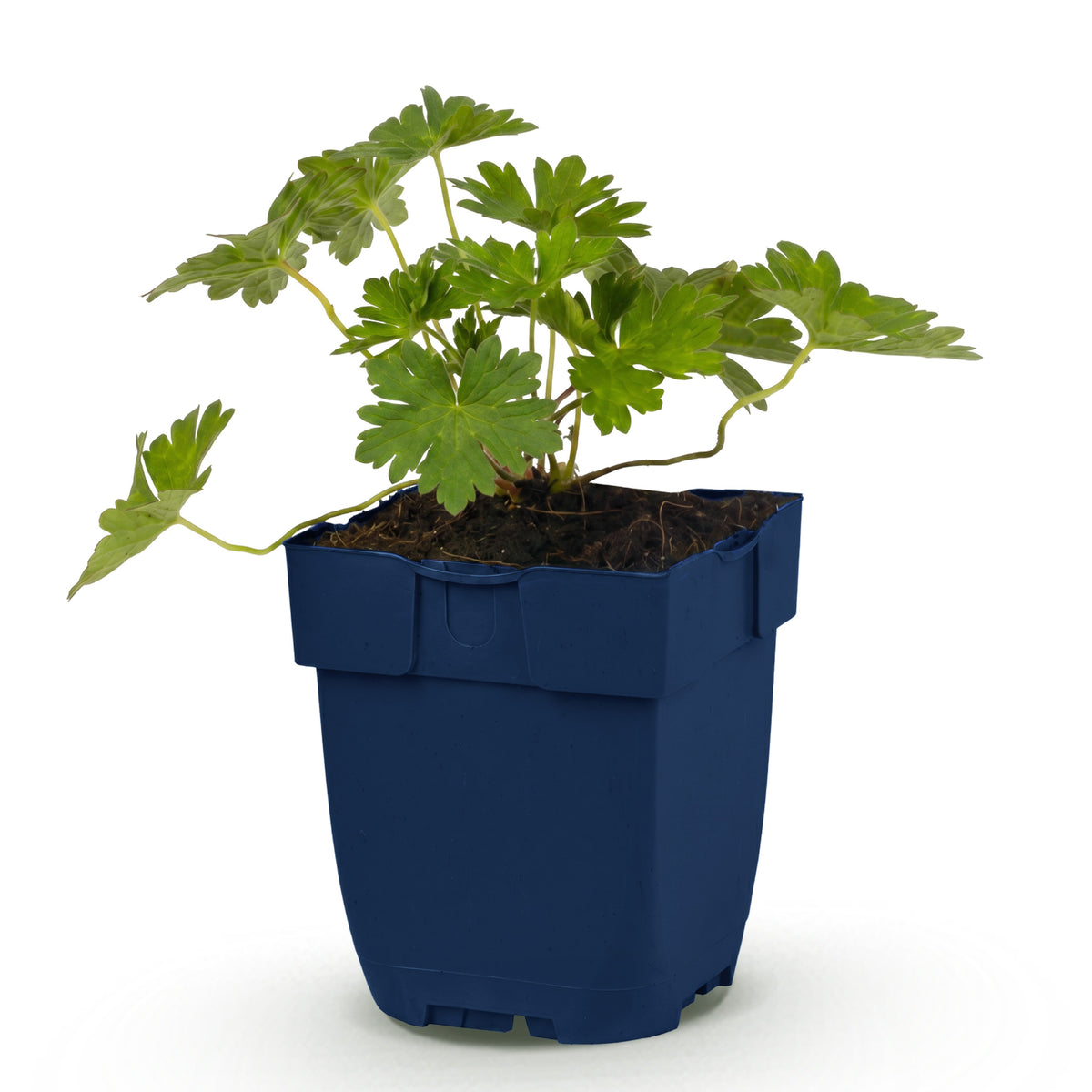 Storchschnabel 'Rozanne' – Blau – Topf Ø11cm
