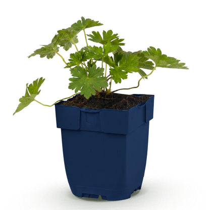 Storchschnabel 'Rozanne' – Blau – Topf Ø11cm