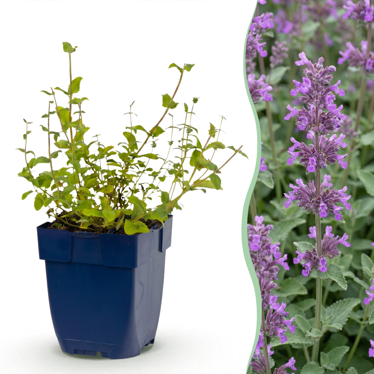 Katzenminze 'Grog' – Blau – Topf Ø11cm