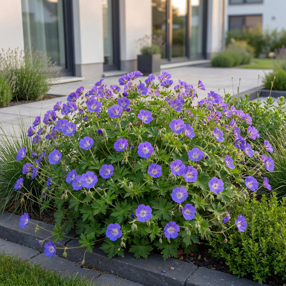 Storchschnabel 'Rozanne' – Blau – Topf Ø11cm – Ansicht 5