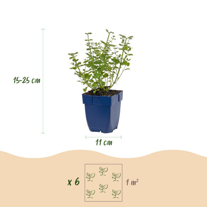 Katzenminze 'Walker's Low' – Blau – Topf Ø11cm – Ansicht 3