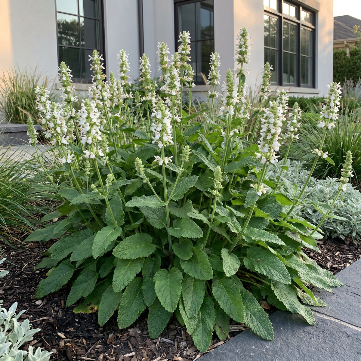 Heil-Ziest 'Alba' – Stachys officinalis – Weiß – Topf Ø11cm – Ansicht 6