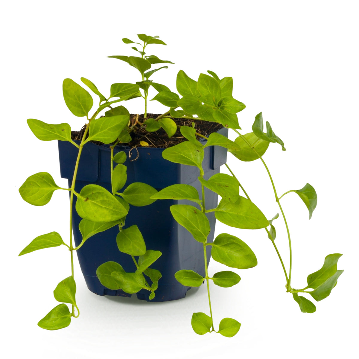 Immergrün 'Vinca major' – Blau – Topf Ø11cm – Ansicht 2