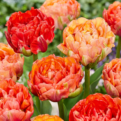 Tulpe 'Gudoshnik Double' (gefüllt) – Mix