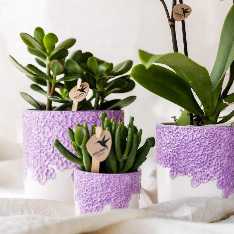 Sukkulente Crassula Hobbit – Ø6cm – Ansicht 5