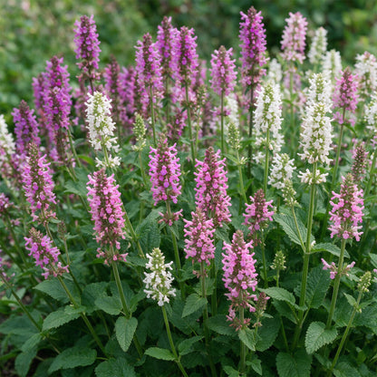 Betonie 'Stachys Duo' – Rosa-Lila-Weiß – Topf Ø11cm – Ansicht 5