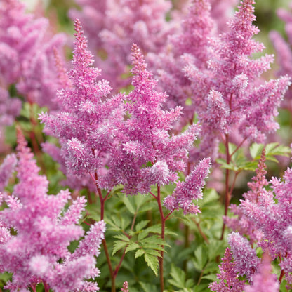Prachtspiere 'Astilbe chin. Pumila' – Lila – Topf Ø11cm – Ansicht 5