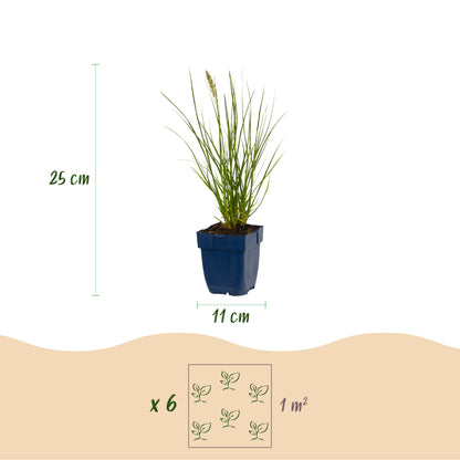 Fuchsschwanzgras 'Little Bunny' – Pennisetum alopecuroides – Topf Ø11cm – Ansicht 3