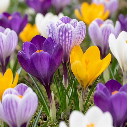 Krokus-Mix 'Large Flowering'