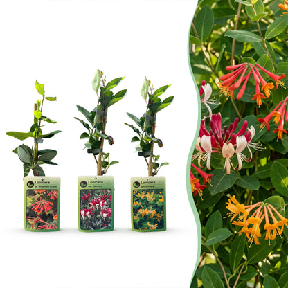 Geißblatt-Trio 'Tricolour' – 3 Lonicera-Sorten – Topf Ø9cm