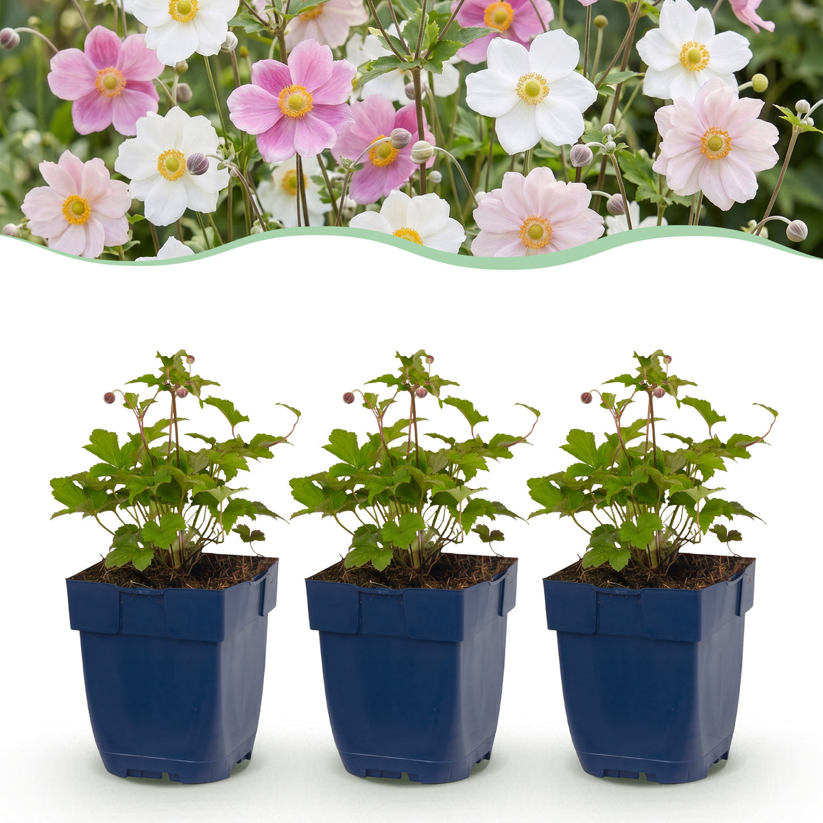 Herbst-Anemone 'Tricolour' – Pink-Weiß – Topf Ø11cm