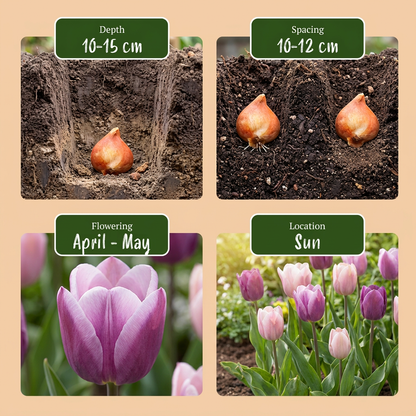 Tulpe 'Macron Mix' – Mix – Ansicht 4