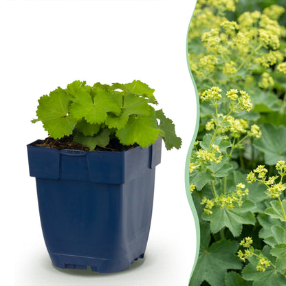 Frauenmantel (Alchemilla mollis) – Gelb – Topf Ø11cm