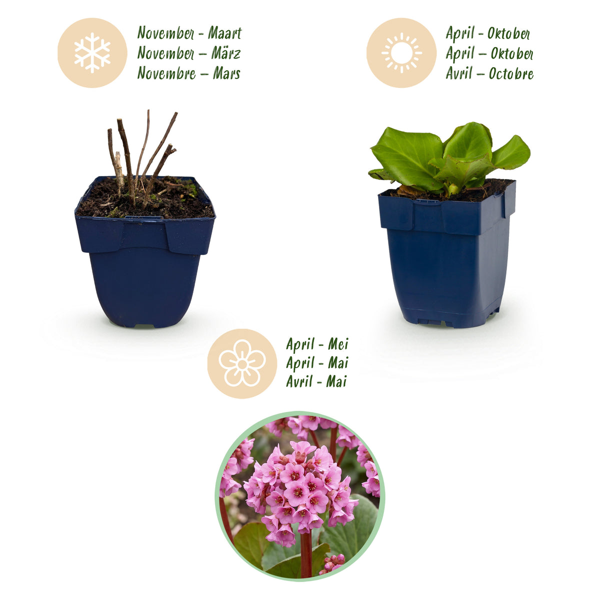 Bergenie 'Bergenia cordifolia' – Rosa – Topf Ø11cm – Ansicht 4