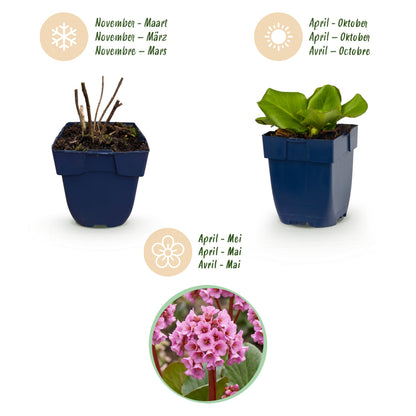 Bergenie 'Bergenia cordifolia' – Rosa – Topf Ø11cm – Ansicht 4