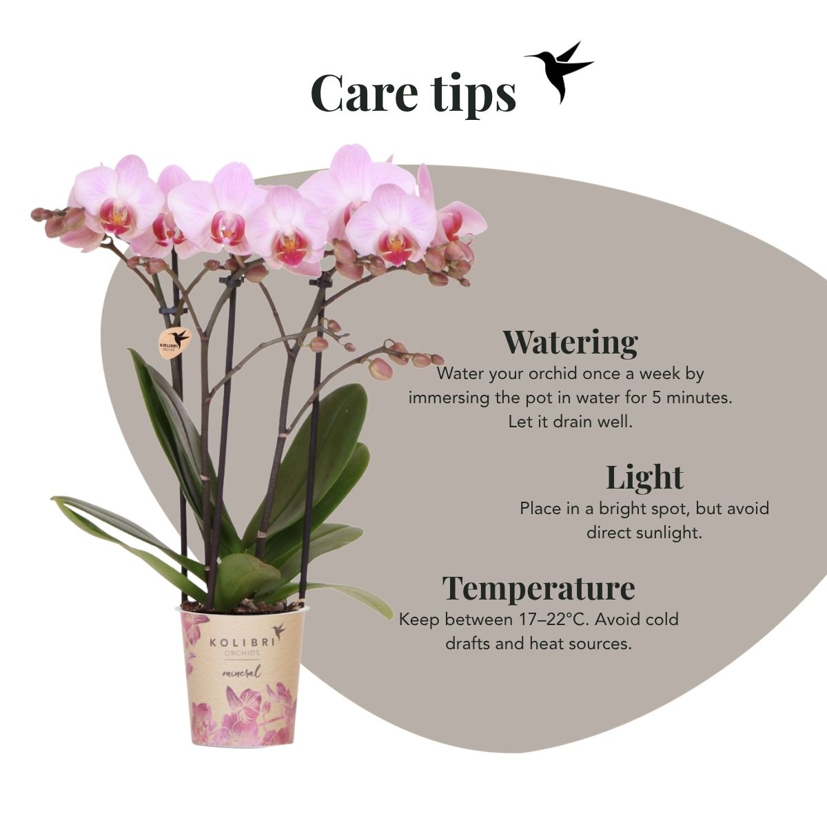 Phalaenopsis-Orchidee 'Mineral Antwerp' – Rosa – Topf Ø9cm – Ansicht 2