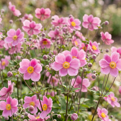 Herbst-Anemone 'Splendens' – Dunkelrosa – Topf Ø11cm – Ansicht 5