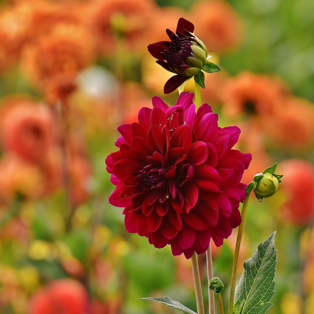 Dahlien-Mix 'Romantic Beauties' – Playa Blanca & Heatwave, 2 Knollen – Ansicht 5