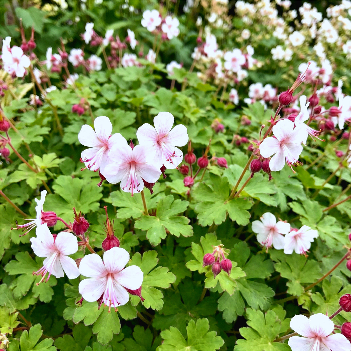 Storchschnabel 'Spessart' – Weiß-Rosa – Topf Ø11cm – Ansicht 5