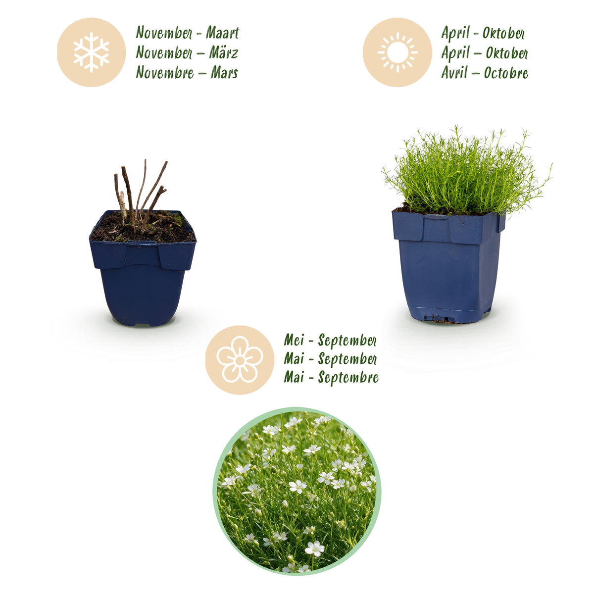 Sagina subulata – Weiß – Topf Ø11cm – Ansicht 4