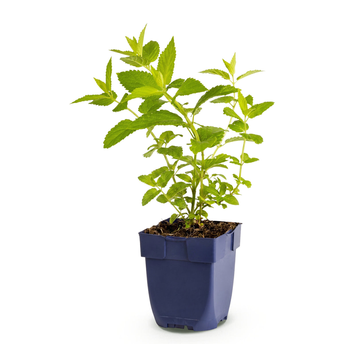 Katzenminze 'Wild Orchid' – Rosa – Topf Ø11cm – Ansicht 2
