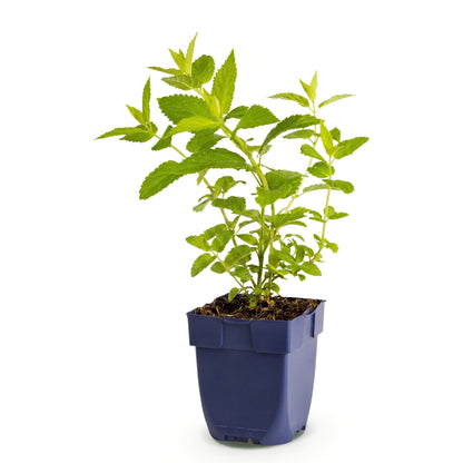 Katzenminze 'Wild Orchid' – Rosa – Topf Ø11cm – Ansicht 2