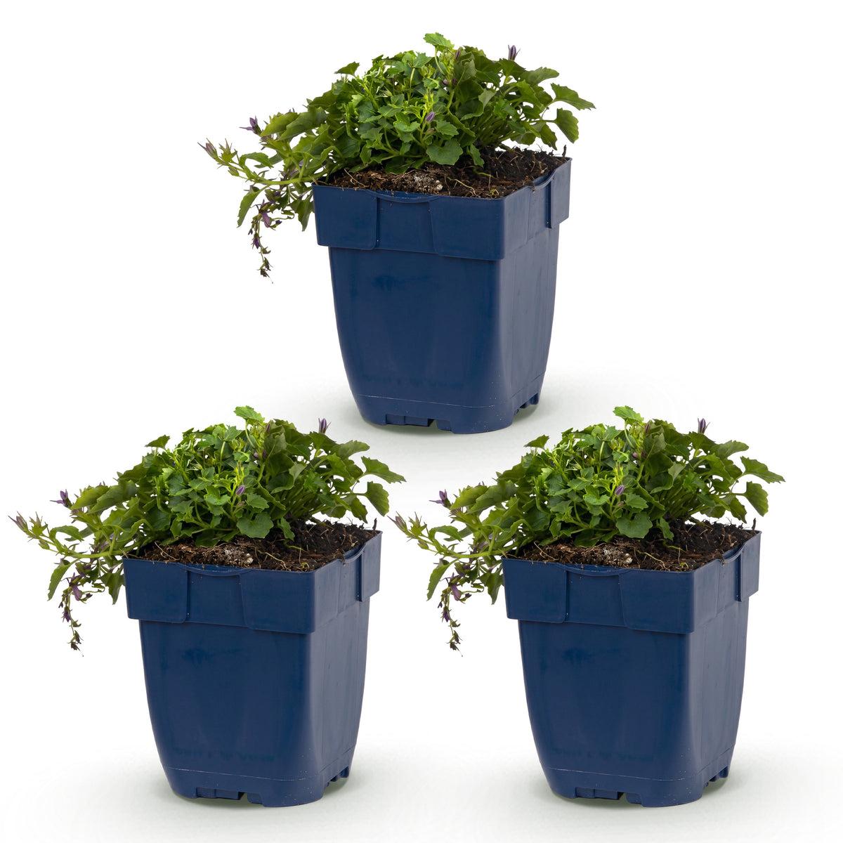 Hängepolster-Glockenblume 'Stella' – Campanula poscharskyana – Lila – Topf Ø11cm