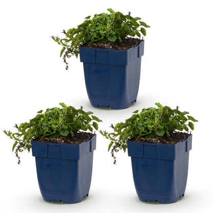Hängepolster-Glockenblume 'Stella' – Campanula poscharskyana – Lila – Topf Ø11cm