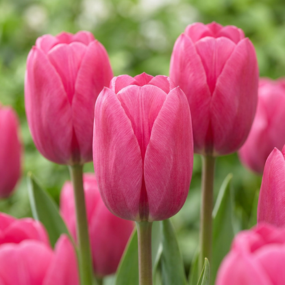 Triumph-Tulpe 'Pink' – Rosa